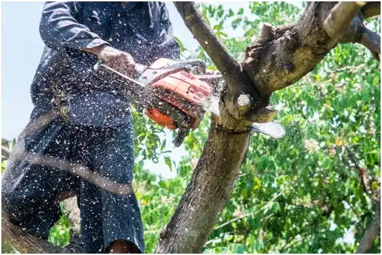 tree services Vandergrift